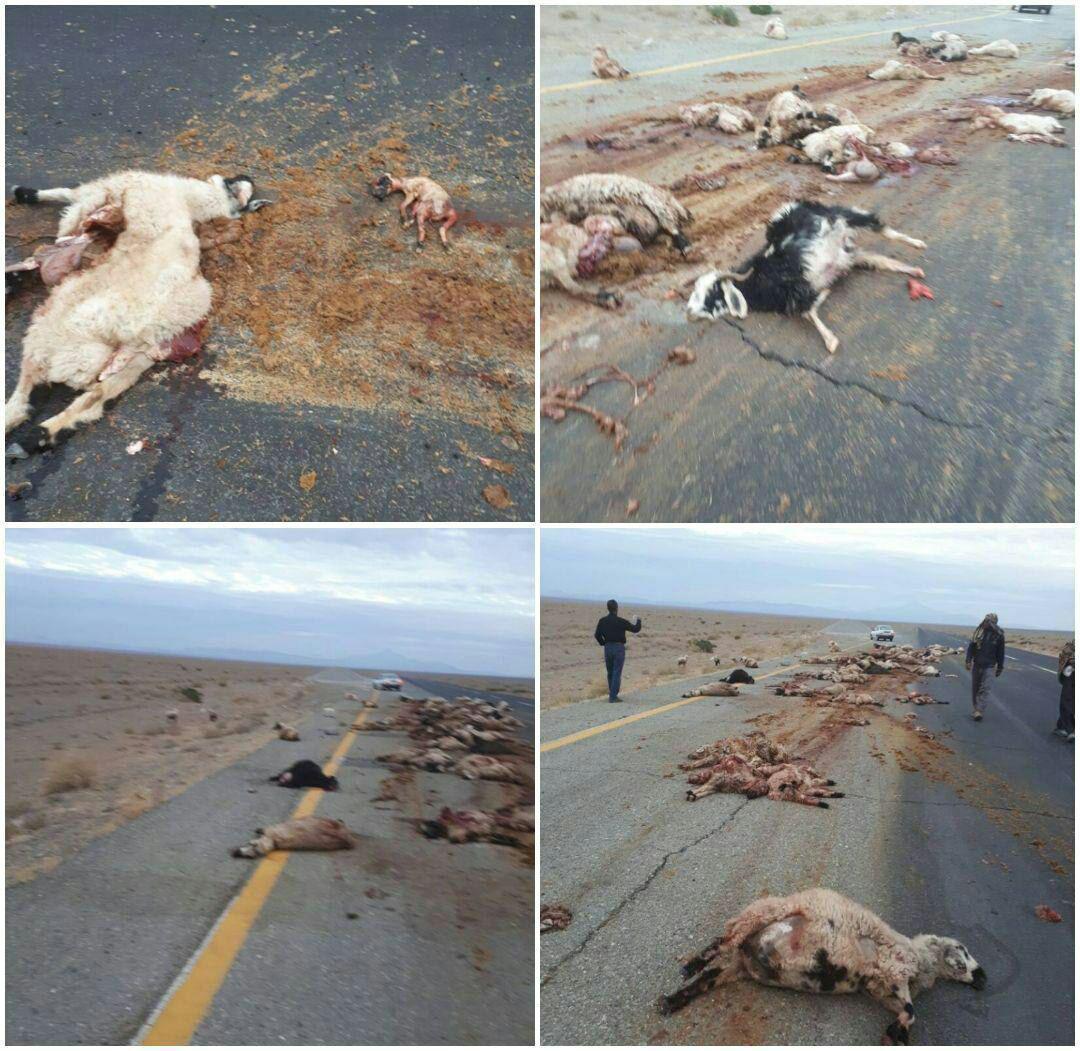 تلف شدن ۶۰راس گوسفند در برخورد با کامیون + عکس