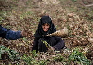 آغاز برداشت چغندر قند در خراسان جنوبی