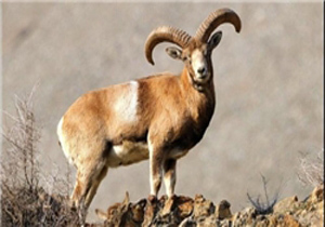 آغاز سرشماری زمستانه وحوش در استان همدان