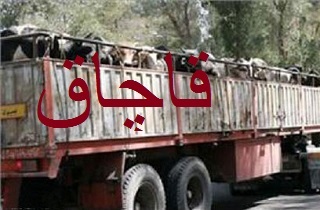 کشف ۲۰ رأس گاو قاچاق در بافق