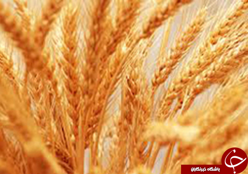 مرگ دو دختر بچه بر اثر گاز گرفتگی در شیراز/ محکومیت اتفاقات هنجار شکنانه نمایشگاه گردشگری فارس/ پیگیری برای شناسایی افراد حاشیه&zwnj;ساز در نمایشگاه گردشگری پارس&zwnj;