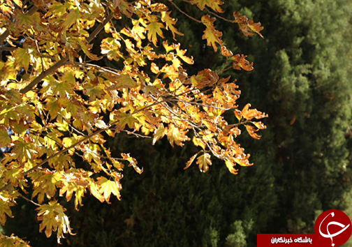 بدرقه پائیز در شب یلدا/برپایی جشن طولانی&zwnj;ترین شب سال در فارس