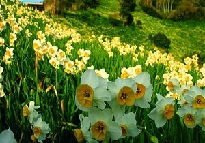 برگزاری جشنواره استانی گل نرگس در خوسف