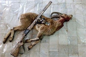 کشف لاشه قوچ وحشی ۲ ساله از یک منزل در ساوه / تحویل یک پرنده زخمی به محیط زیست تفرش