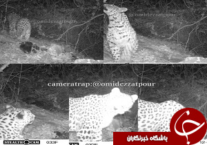 مشاهده یک قلاده پلنگ در الموت غربی+ عکس