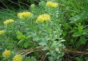 شناسایی بذر 250 گونه گیاه دارویی در اردبیل