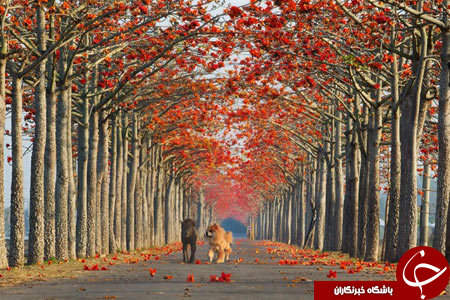 رویایی ترین جاده های دنیا را ببینید+ تصاویر رویایی ترین جاده های دنیا را ببینید+ تصاویر