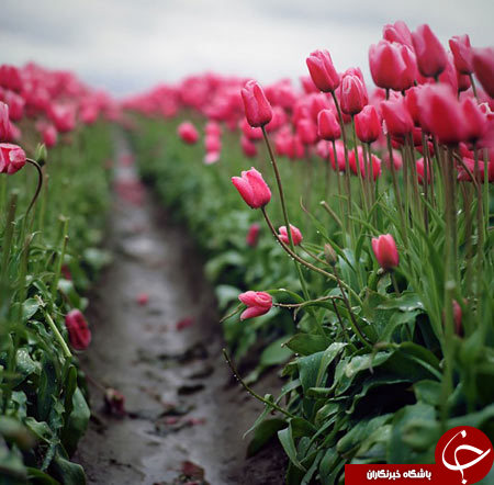 رویایی ترین جاده های دنیا را ببینید+ تصاویر رویایی ترین جاده های دنیا را ببینید+ تصاویر