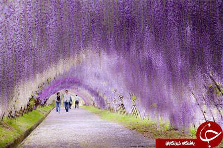 رویایی ترین جاده های دنیا را ببینید+ تصاویر رویایی ترین جاده های دنیا را ببینید+ تصاویر