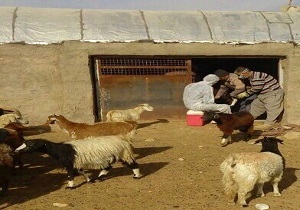 آغاز طرح واکسیناسیون رایگان دام سبک در بافق