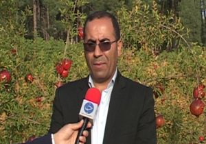 کشت ۷۵۰ هکتار گیاهان دارویی در مزارع لرستان