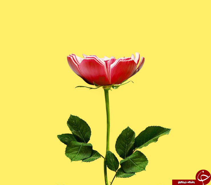 فریبنده&zwnj;ترین تصاویر جهان که با تماشای آنها سردرگم خواهید شد!