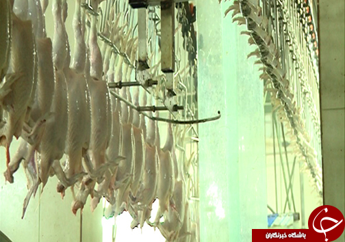 صادرات پای مرغ گلستان به کشورهای آسیای شرقی