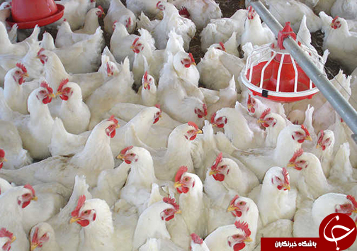 صادرات پای مرغ گلستان به کشورهای آسیای شرقی
