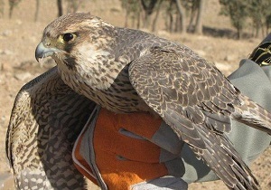 شناسایی ۴۴ گونه پرنده شکاری کمیاب