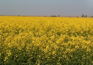 اجرای طرح توسعه کشت دانه‌های روغنی در سمنان