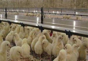 تولید 10 درصد از جوجه یک‌روزه و تخم‌مرغ نطفه‌دار کشور در استان اردبیل