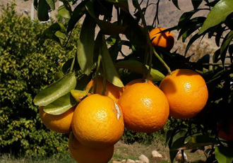 برداشت مرکبات از ۶۰۰ هکتار باغ شهرستان چرام