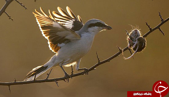 عجیب ترین و وحشتناکترین پرندگان دنیا را بشناسید+ تصاویر