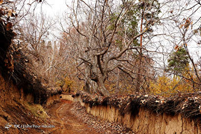 طبیعت پاییزی شیراز