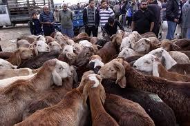 ساماندهی میادین خرید و فروش دام زنده در شهر ایلام