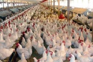 نبود بیماری آنفلوانزای پرندگان در اردبیل