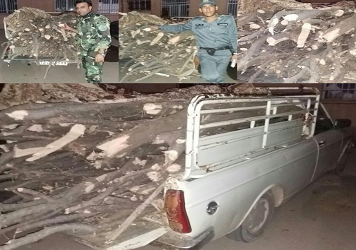 دستگیری فردی که شبانه اقدام به قطع درختان کرد