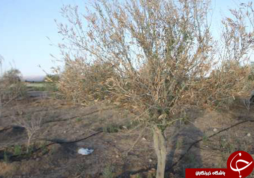 مشکلات بزرگترین باغ زیتون ایران در گلستان/آیا رود اترک مرواید&zwnj;های سبز را نجات می&zwnj;دهد؟