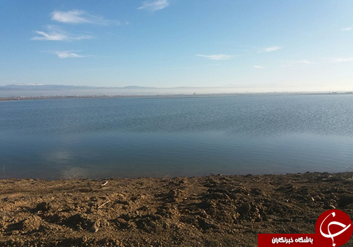 مشکلات بزرگترین باغ زیتون ایران در گلستان/آیا رود اترک مرواید&zwnj;های سبز را نجات می&zwnj;دهد؟