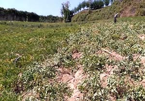 برداشت بادم زمینی در روستای پس‌پشته + فیلم