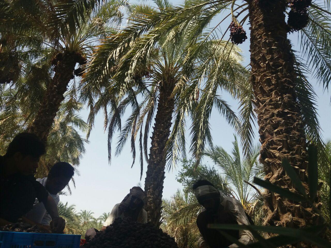 ترویج انتقال یافته‌ها در رابطه با محصول خرما