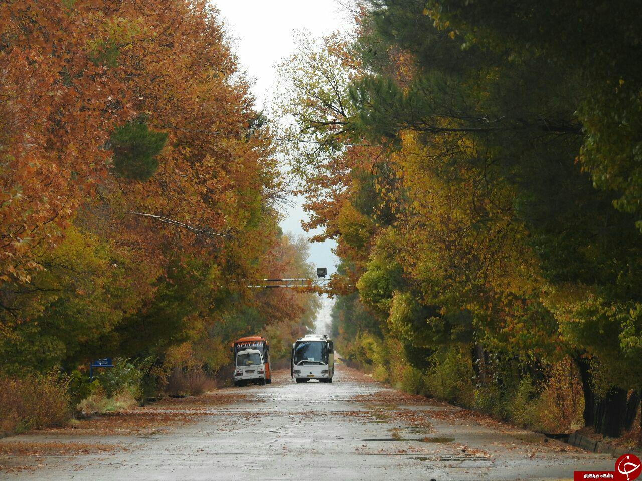 طبیعت پاییزی شیراز در قاب دوربین + تصاویر