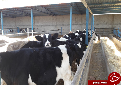 راه اندازی واحد پرورش گاو گوشتی توسط جوان الشتری / پرورش گاو نژاد سمینتال برای اولین بار در سلسله