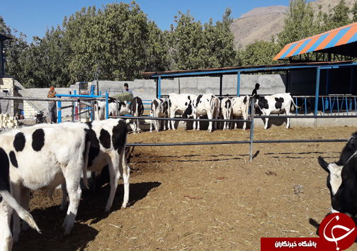 راه اندازی واحد پرورش گاو گوشتی توسط جوان الشتری / پرورش گاو نژاد سمینتال برای اولین بار در سلسله