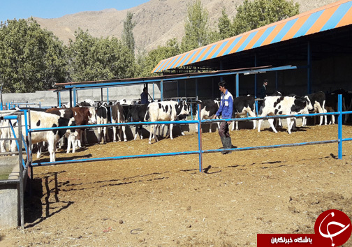 راه اندازی واحد پرورش گاو گوشتی توسط جوان الشتری / پرورش گاو نژاد سمینتال برای اولین بار در سلسله