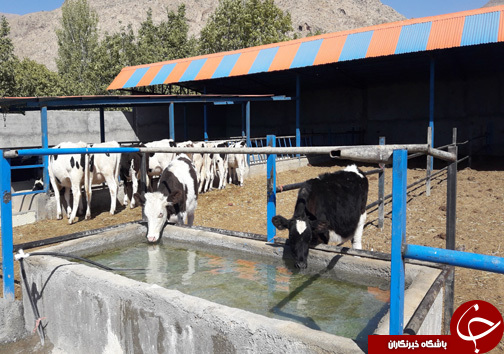 راه اندازی واحد پرورش گاو گوشتی توسط جوان الشتری / پرورش گاو نژاد سمینتال برای اولین بار در سلسله