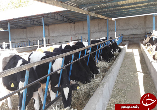 راه اندازی واحد پرورش گاو گوشتی توسط جوان الشتری / پرورش گاو نژاد سمینتال برای اولین بار در سلسله