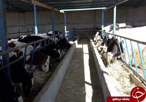 راه اندازی واحد پرورش گاو گوشتی توسط جوان الشتری / پرورش گاو نژاد سمینتال برای اولین بار در سلسله