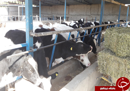 راه اندازی واحد پرورش گاو گوشتی توسط جوان الشتری / پرورش گاو نژاد سمینتال برای اولین بار در سلسله