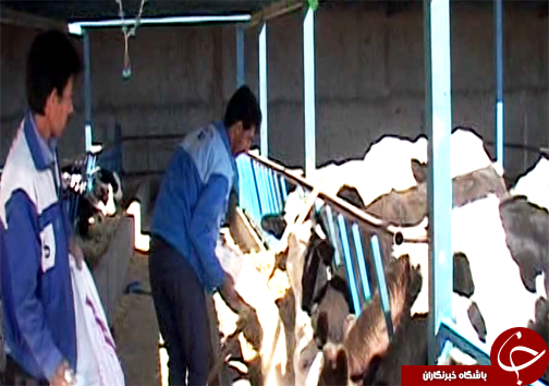 راه اندازی واحد پرورش گاو گوشتی توسط جوان الشتری / پرورش گاو نژاد سمینتال برای اولین بار در سلسله