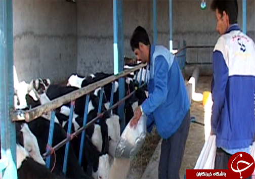 راه اندازی واحد پرورش گاو گوشتی توسط جوان الشتری / پرورش گاو نژاد سمینتال برای اولین بار در سلسله