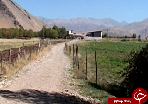 راه اندازی واحد پرورش گاو گوشتی توسط جوان الشتری / پرورش گاو نژاد سمینتال برای اولین بار در سلسله