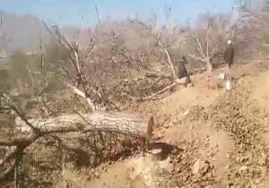 قلع و قمع بی‌رحمانه درختان در گندمان + فیلم