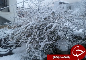 برف پاییزی هزار جریب را سفیدپوش کرد+ تصاویر