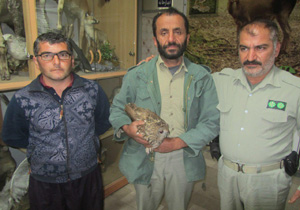تحویل یک قطعه جغد جنگلی زخمی به محیط زیست آمل