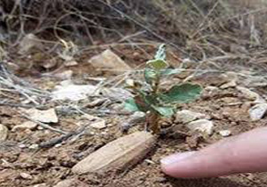 عامل آتش سوزی درختان دنا محکوم به کاشت 20 اصله درخت جنگلی