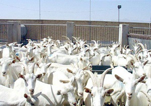 اجرای عملیات ساخت مجتمع بزنژاد سانن در شهرستان اردکان