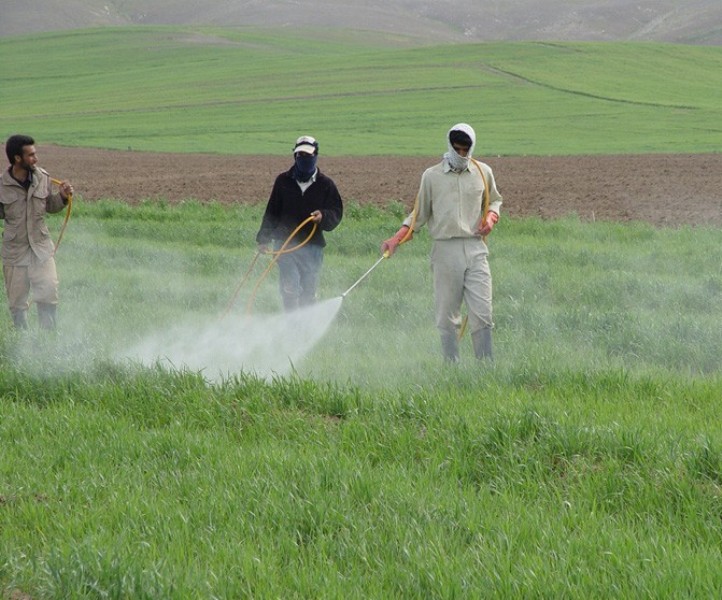 پاکسازی مزارع کلزای ایلام از علف هرز