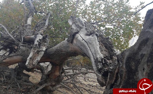 نابودی جنگل&zwnj;های بلوط کبیرکوه + فیلم