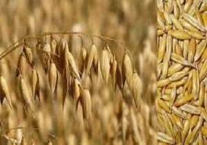 توزیع ۴۰۰تن جو بین کشاورزان مناطق زلزله زده